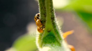 Arı larva bir uğur böceği bırakır.