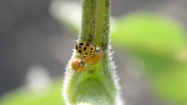 Arı larva bir uğur böceği bırakır.