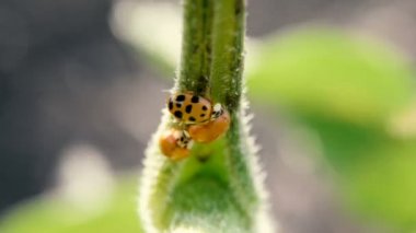 Arı larva bir uğur böceği bırakır.