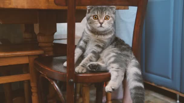 El gato se sienta en una silla de madera debajo de la mesa — Vídeo de stock