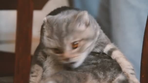 Le chat est assis sur une chaise en bois sous la table 