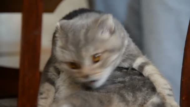 El gato se sienta en una silla de madera debajo de la mesa — Vídeos de Stock