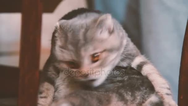 The cat sits on a wooden chair under the table — Stock Video