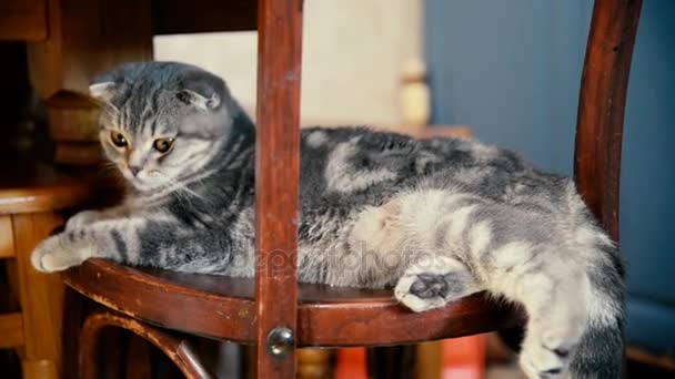 El gato se sienta en una silla de madera debajo de la mesa — Vídeos de Stock