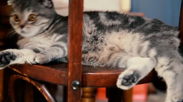 Kočka sedí na dřevěné židli pod stůl — Stock video