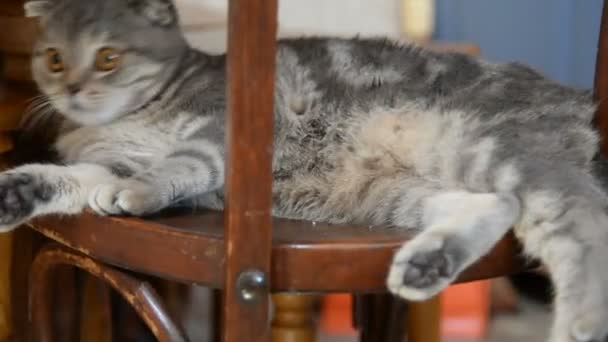 O gato senta-se em uma cadeira de madeira sob a mesa — Vídeo de Stock