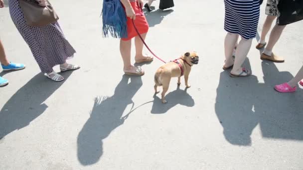 De wachtrij van mensen. Een vrouw houdt een Gryphon hond aangelijnd — Stockvideo