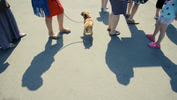 A fila de pessoas. Uma mulher está segurando um cachorro Gryphon em uma trela — Vídeo de Stock