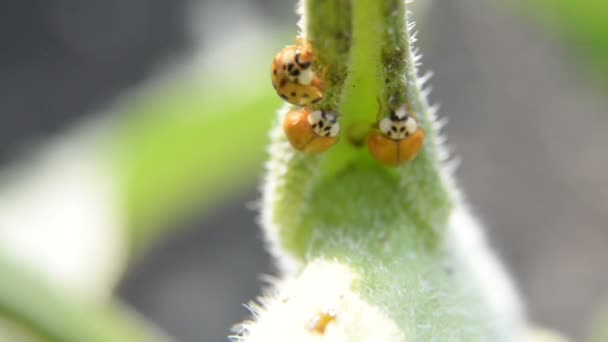 Avispa pone la larva en una mariquita — Vídeo de stock