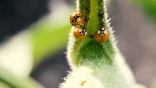 Wasp lays the larva in a ladybug — Stock Video