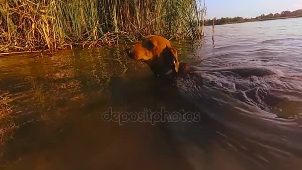Il cane sta nuotando. Dachshund cane nuota nel lago — Video Stock