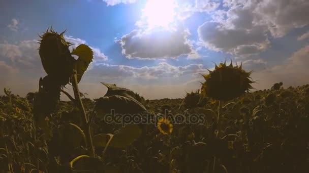 Vueltas en el tiempo. Campo de girasoles contra el cielo azul. 4K — Vídeos de Stock