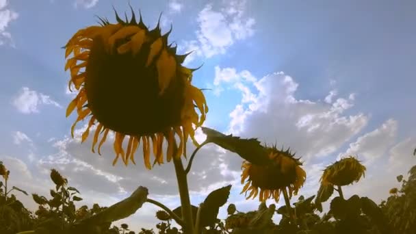 Vueltas en el tiempo. Campo de girasoles contra el cielo azul. 4K — Vídeos de Stock