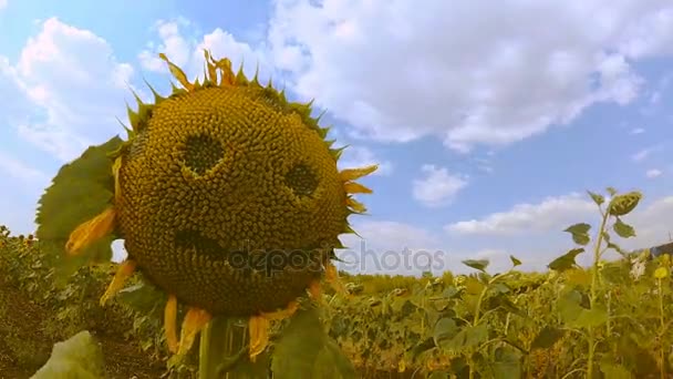 Vueltas en el tiempo. Campo de girasoles contra el cielo azul. 4K — Vídeos de Stock