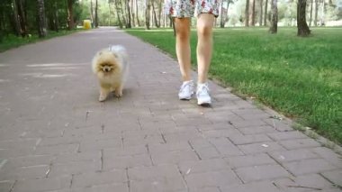 Bir kız ile bir köpek ile bir park yürüme mesafesindedir. Pomeranian Spitz