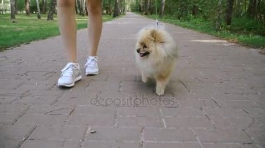 Bir kız ile bir köpek ile bir park yürüme mesafesindedir. Pomeranian Spitz