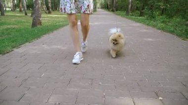 Bir kız ile bir köpek ile bir park yürüme mesafesindedir. Pomeranian Spitz