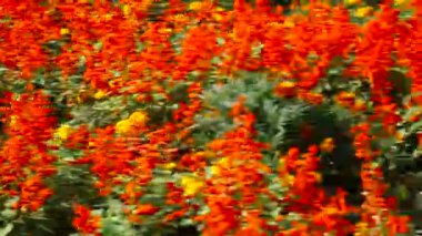 Çiçek yatak farklı renkte parlaktır