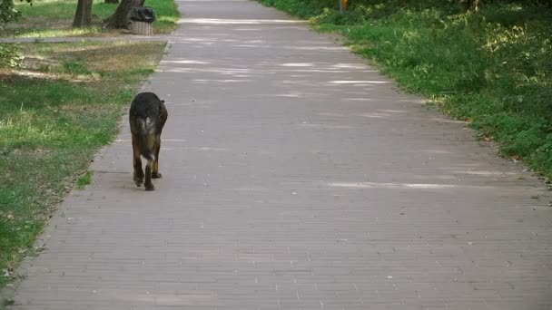 Un perro callejero pasea por el parque y está buscando comida — Vídeos de Stock