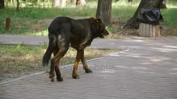 Un perro callejero pasea por el parque y está buscando comida — Vídeos de Stock