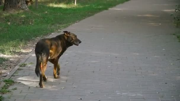 Un chien errant se promène dans le parc et cherche de la nourriture — Video