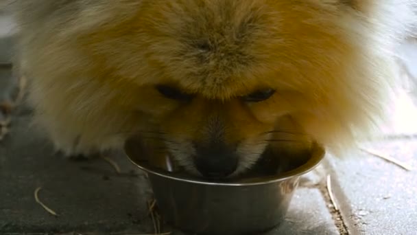 Собака їсть від миску. Померанський шпіц — стокове відео