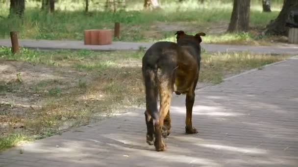 Ein streunender Hund geht im Park spazieren und sucht nach Futter — Stockvideo