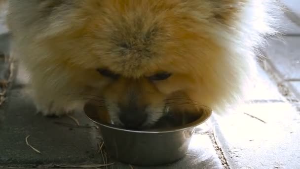 Собака ест из миски. Померанский шпиц — стоковое видео