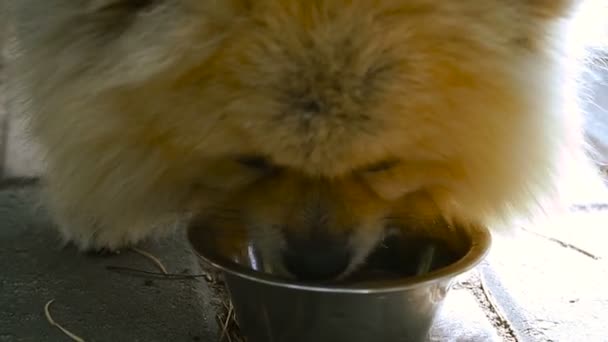 The dog eats from a bowl. Pomeranian Spitz — Stock Video