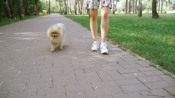 Una chica está caminando con un parque con un perro. Spitz de Pomerania — Vídeo de stock