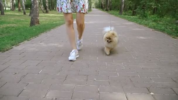 A girl is walking with a park with a dog. Pomeranian Spitz — Stock Video