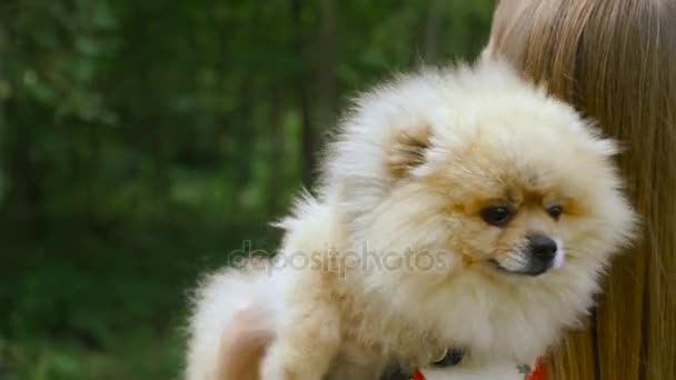 A girl is walking with a park with a dog. Pomeranian Spitz — Stock Video