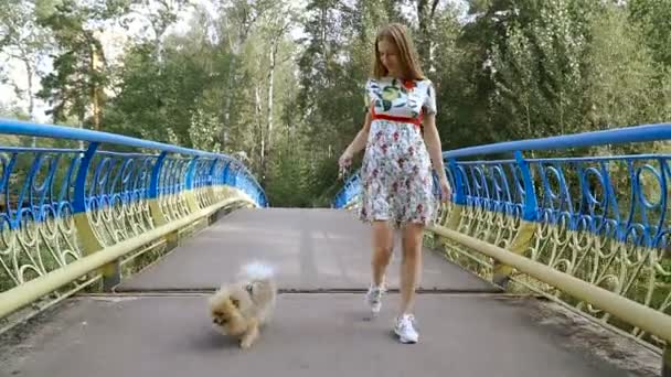 A girl is walking with a park with a dog. Pomeranian Spitz — Stock Video