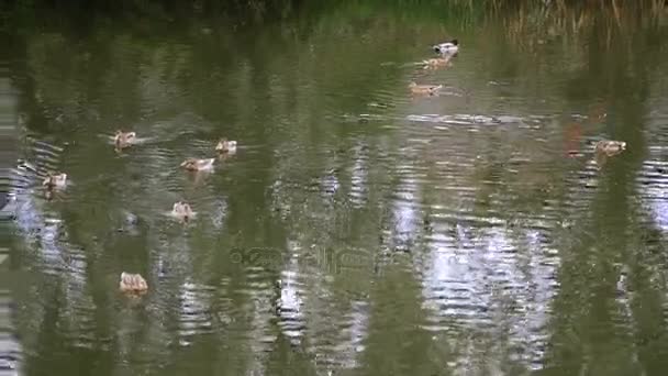 Les canards nagent sur la rivière 