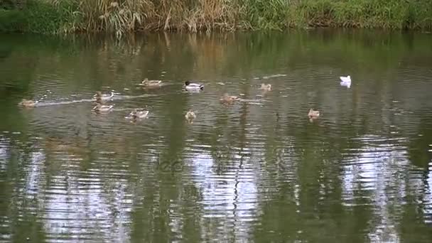 Les canards nagent sur la rivière 