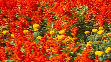 Çiçek yatak farklı renkte parlaktır