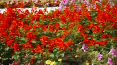 Çiçek yatak farklı renkte parlaktır