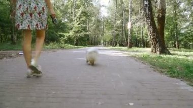 Bir kız ile bir köpek ile bir park yürüme mesafesindedir. Pomeranian Spitz
