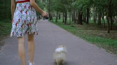 Bir kız ile bir köpek ile bir park yürüme mesafesindedir. Pomeranian Spitz