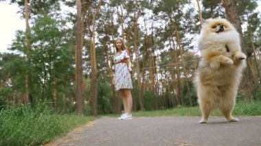 Bir kız ile bir köpek ile bir park yürüme mesafesindedir. Pomeranian Spitz