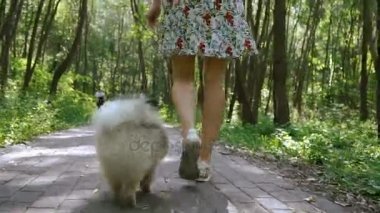 Bir kız ile bir köpek ile bir park yürüme mesafesindedir. Pomeranian Spitz
