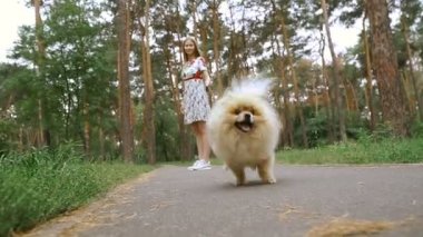 Bir kız ile bir köpek ile bir park yürüme mesafesindedir. Pomeranian Spitz