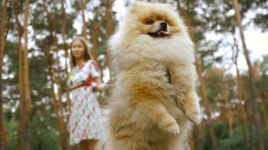 Bir kız ile bir köpek ile bir park yürüme mesafesindedir. Pomeranian Spitz