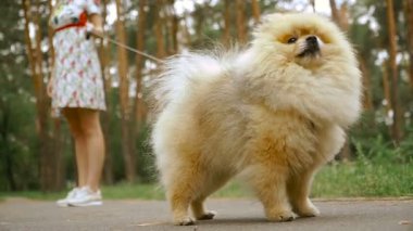 Bir kız ile bir köpek ile bir park yürüme mesafesindedir. Pomeranian Spitz