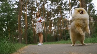 Bir kız ile bir köpek ile bir park yürüme mesafesindedir. Pomeranian Spitz