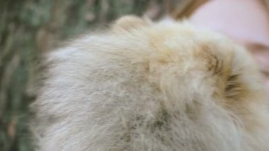 Bir kız ile bir köpek ile bir park yürüme mesafesindedir. Pomeranian Spitz