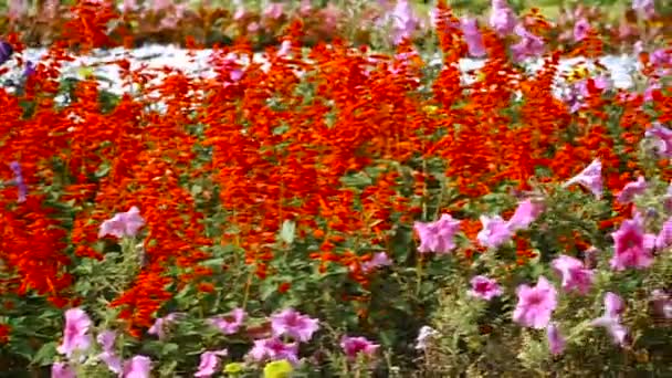 O canteiro de flores é brilhante em cores diferentes — Vídeo de Stock