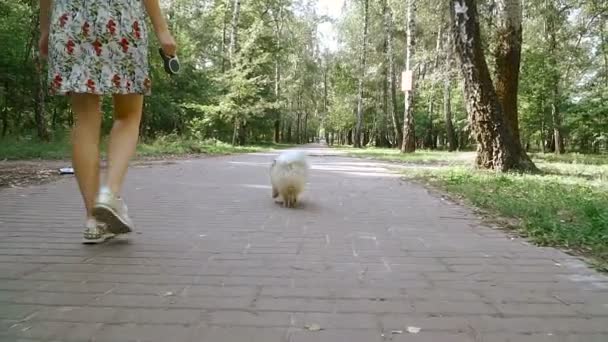 여자는 강아지와 함께 공원으로 걷고 있습니다. 포 스 피 츠 — 비디오