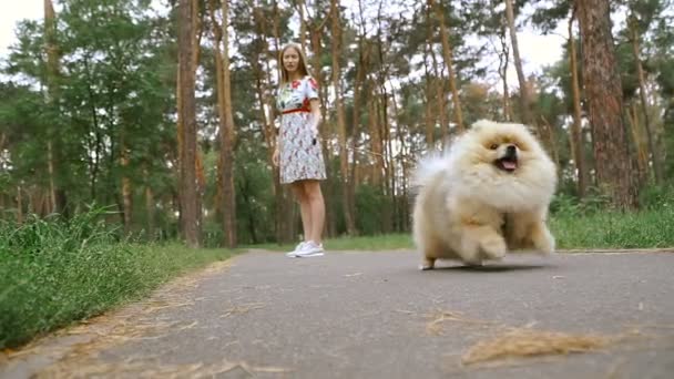 女の子は、犬と公園を歩いています。ポメラニアン ・ スピッツ — ストック動画