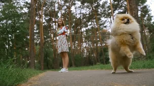 Una chica está caminando con un parque con un perro. Spitz de Pomerania — Vídeos de Stock